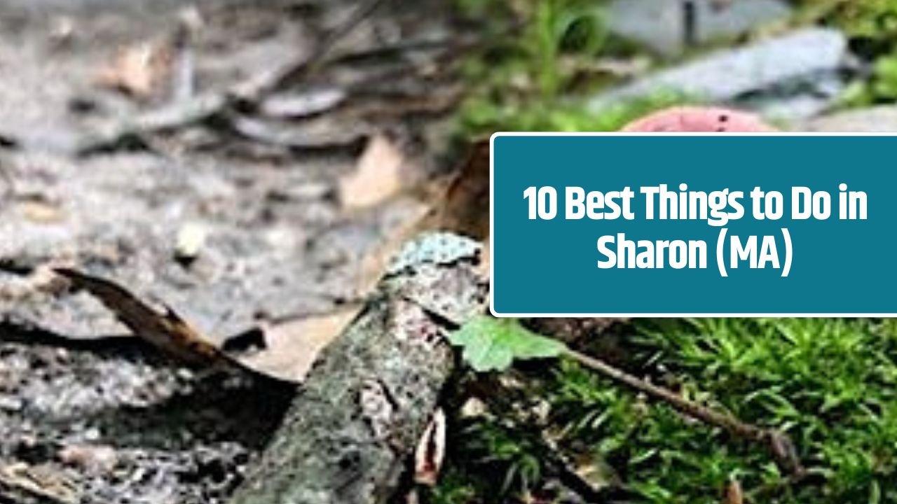 10 Best Things to Do in Sharon (MA)